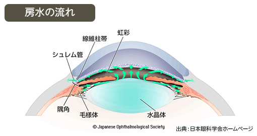 房水の流れ